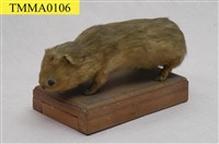 藏品(麝香貓)的圖片